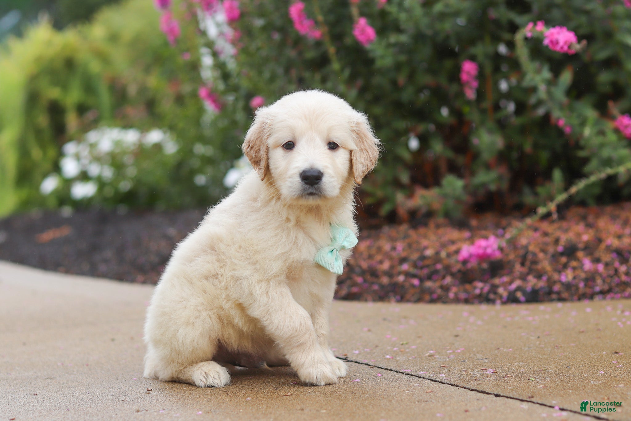 Golden Retriever dogs Briggs - Ad 2