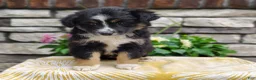 Miniature Australian Shepherd dogs for sale: Daisy  - Ad 3