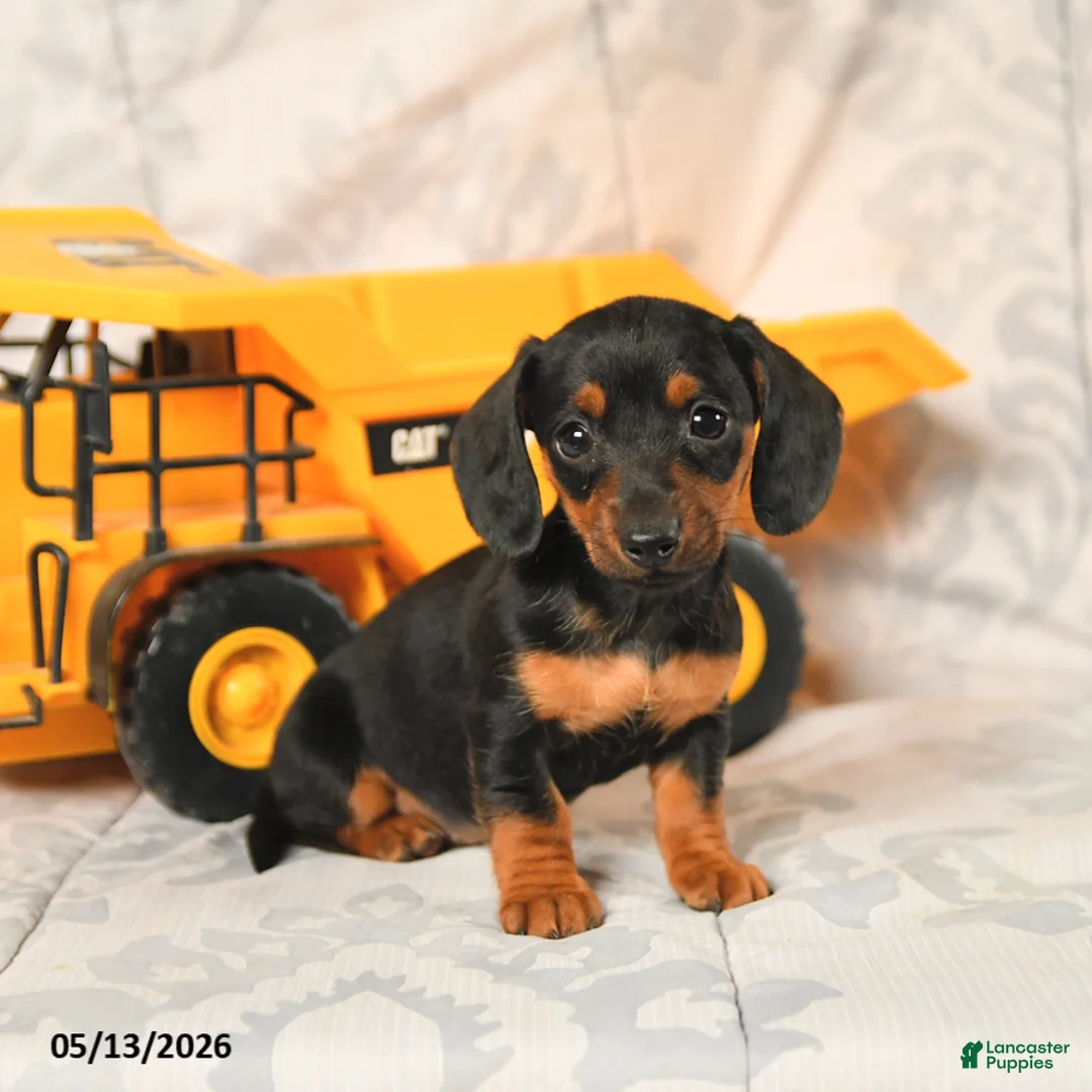 Miniature Dachshund dogs for sale: Lily - Ad 2