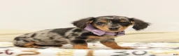 Miniature Dachshund dogs for sale: Foxy - Ad 4