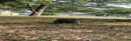 Chow Chow dogs for sale: Black female number 1 - Ad 22