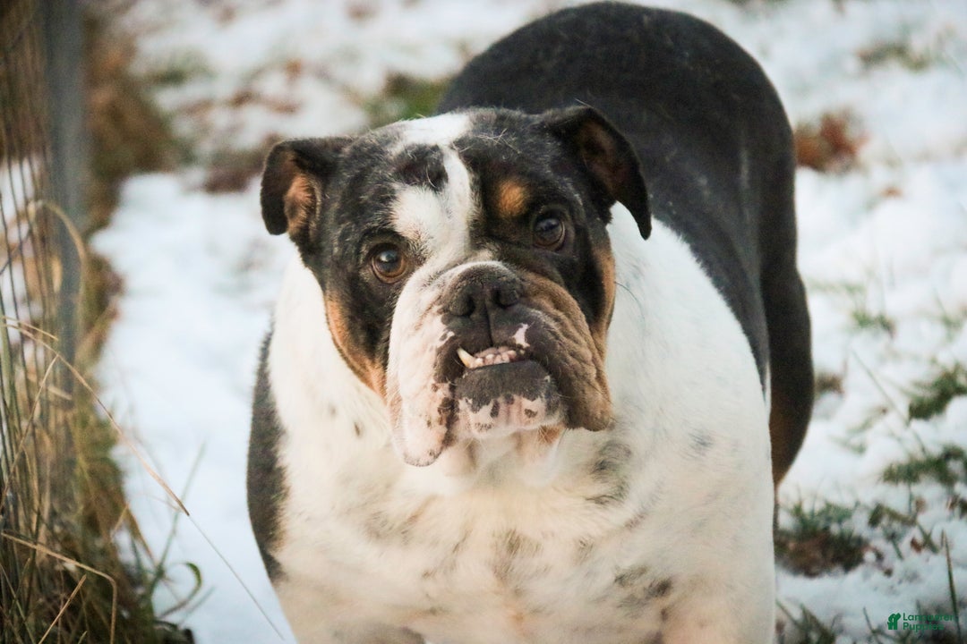 English Bulldog dogs for sale: Glamour - Ad 10