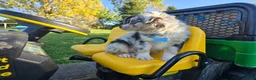Toy Australian Shepherd dogs for sale: Boy 3 - Ad 3