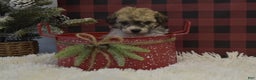 Miniature Poodle dogs for sale: Merdell - Ad 3