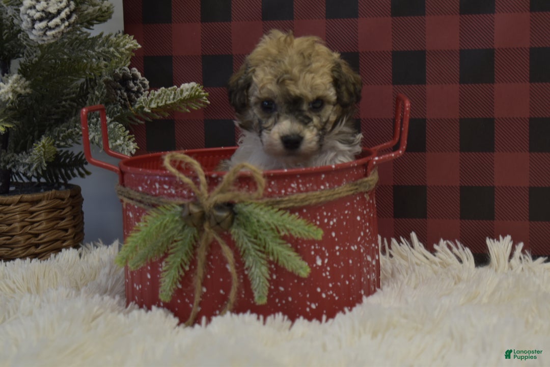 Miniature Poodle dogs for sale: Merdell - Ad 3