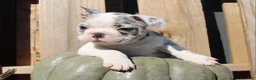 Mixed Breed dogs for sale: Nash - Ad 8