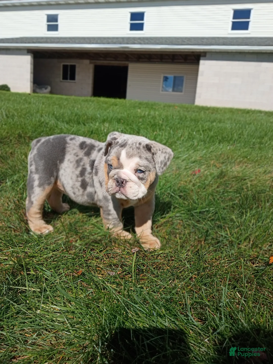 English Bulldog dogs for sale: Pebbles  - Ad 6
