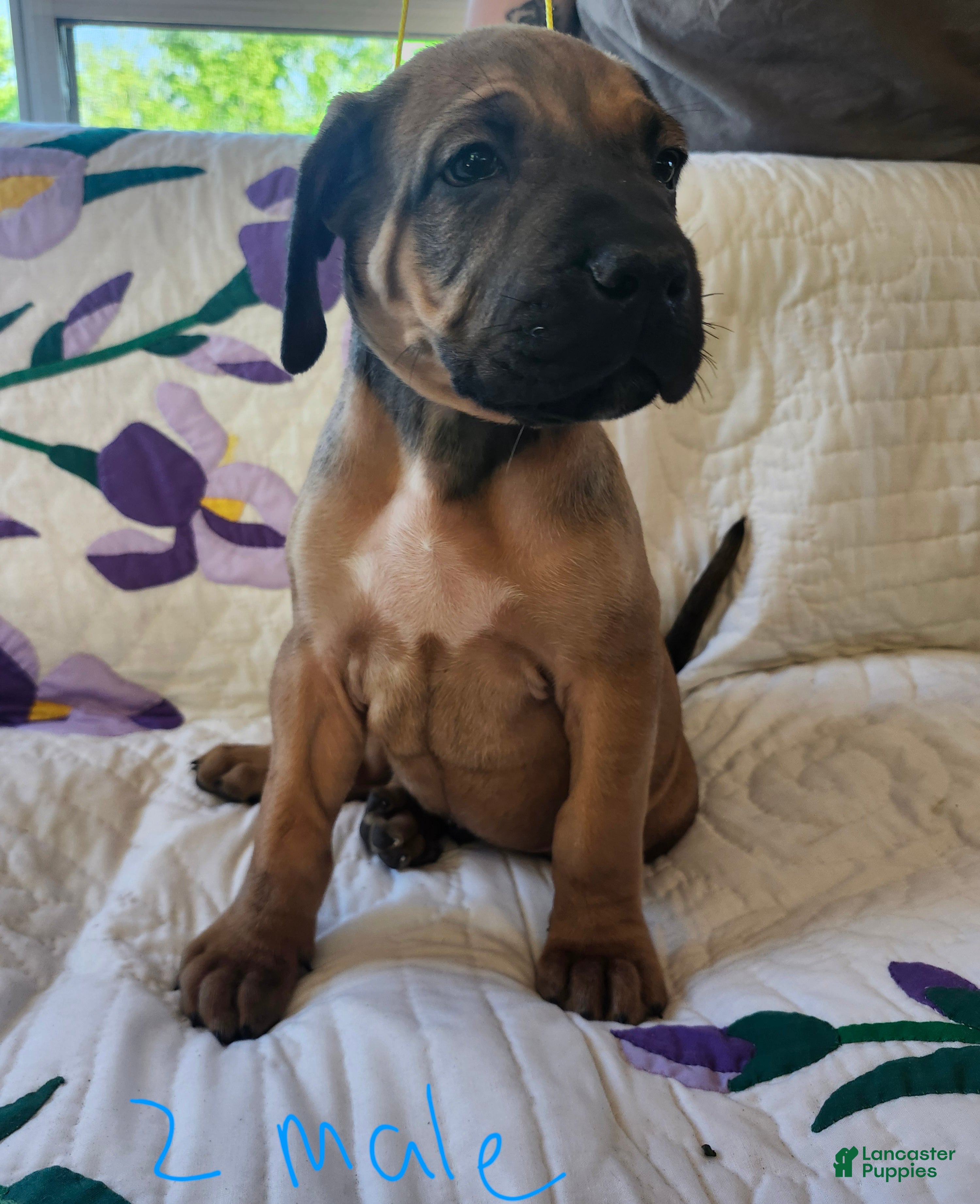 Bullmastiff dogs Bullmastiff Puppy 2 - Ad 1