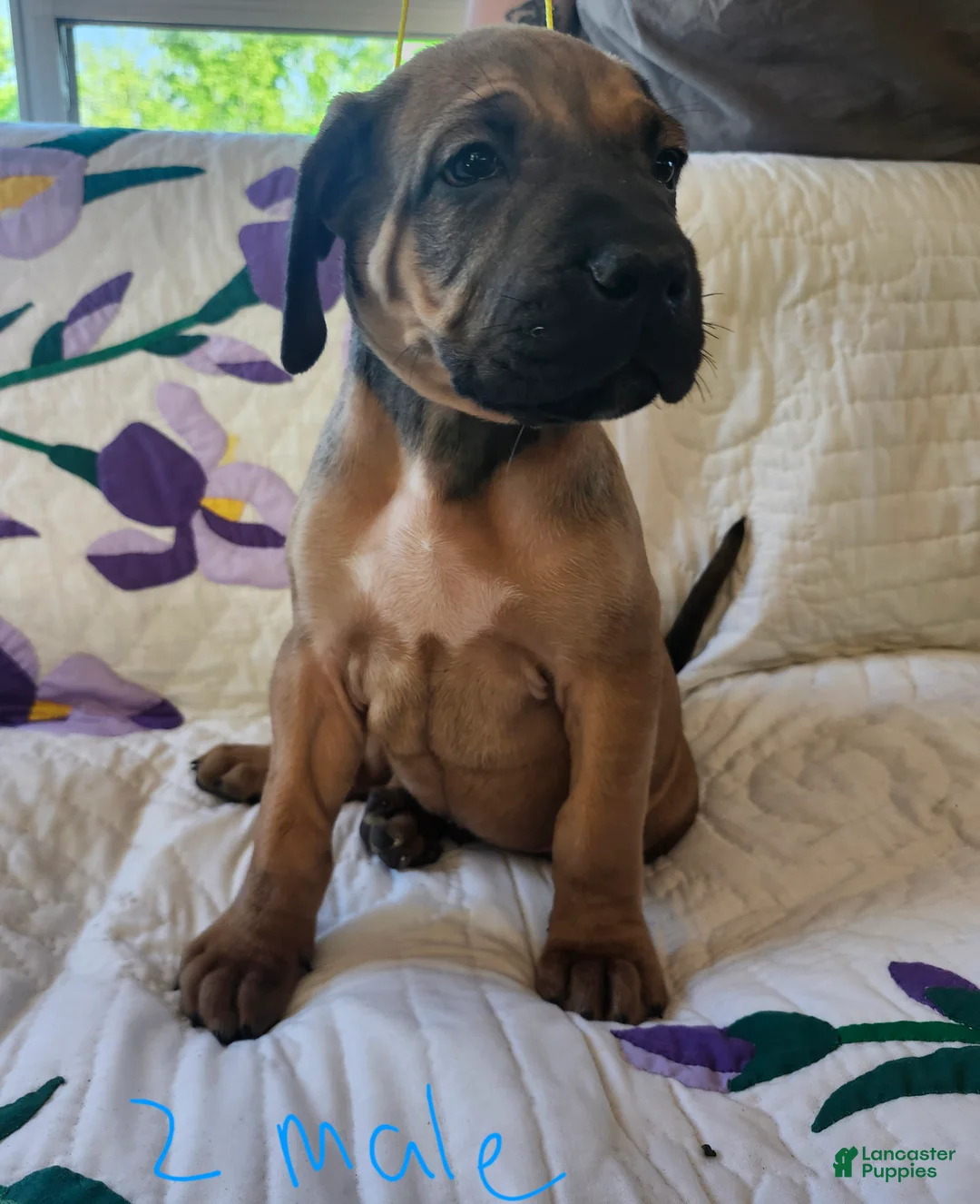 Bullmastiff dogs for sale: Bullmastiff Puppy 2 - Ad 1