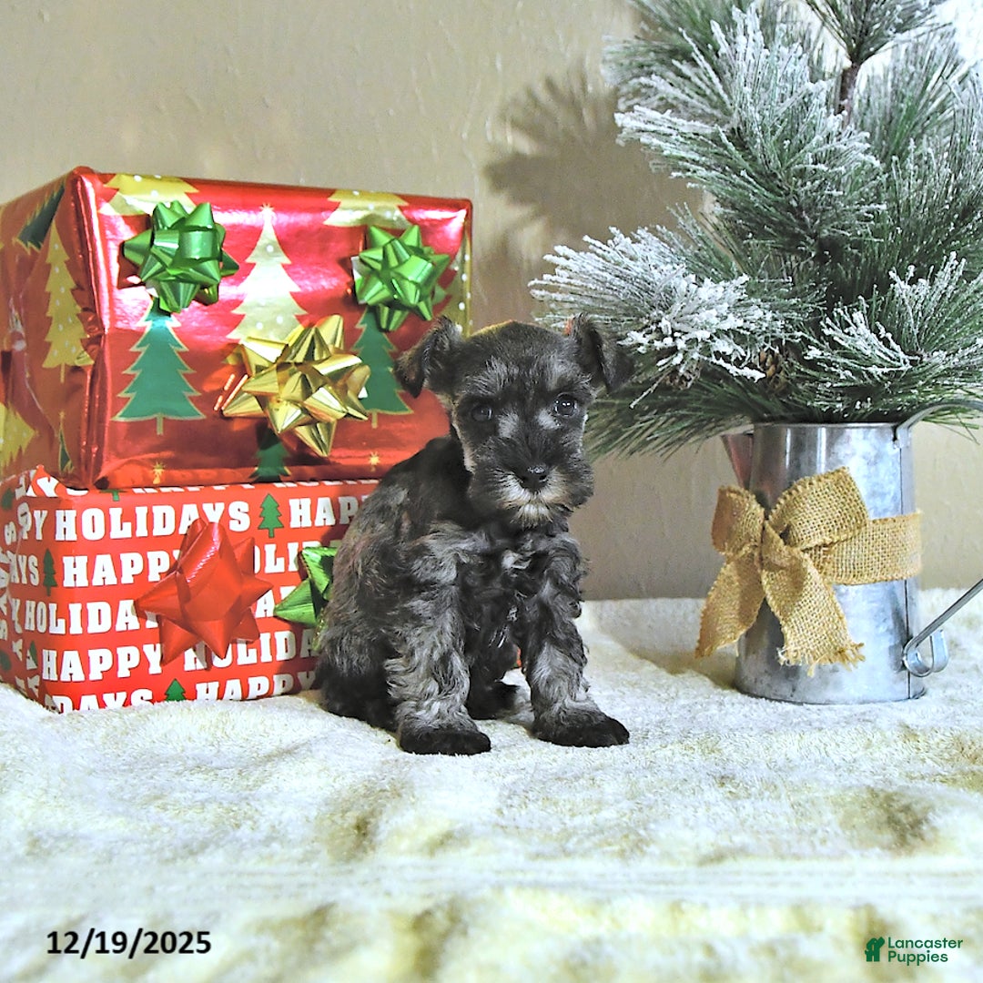 Miniature Schnauzer dogs for sale: Nash - Ad 3