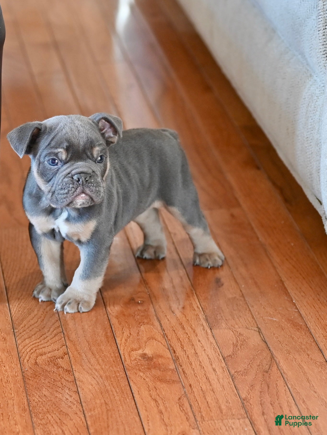 Olde English Bulldogge dogs Olde English Bulldogge Puppy 1 - Ad 17