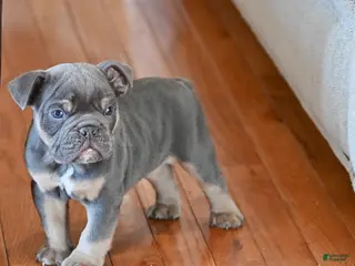 Olde English Bulldogge dogs Olde English Bulldogge Puppy 1 - Ad 17