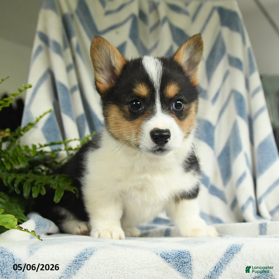 Welsh Corgi Pembroke dogs Vianna - Ad 1