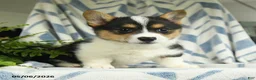Welsh Corgi Pembroke dogs for sale: Vianna - Ad 1