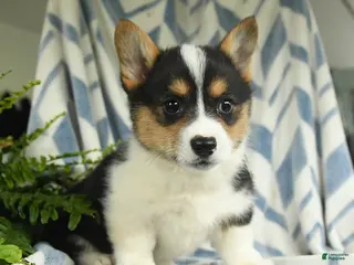 Welsh Corgi Pembroke dogs for sale: Vianna - Ad 1