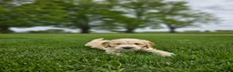 Mini Goldendoodle dogs for sale: Tanner - Ad 2