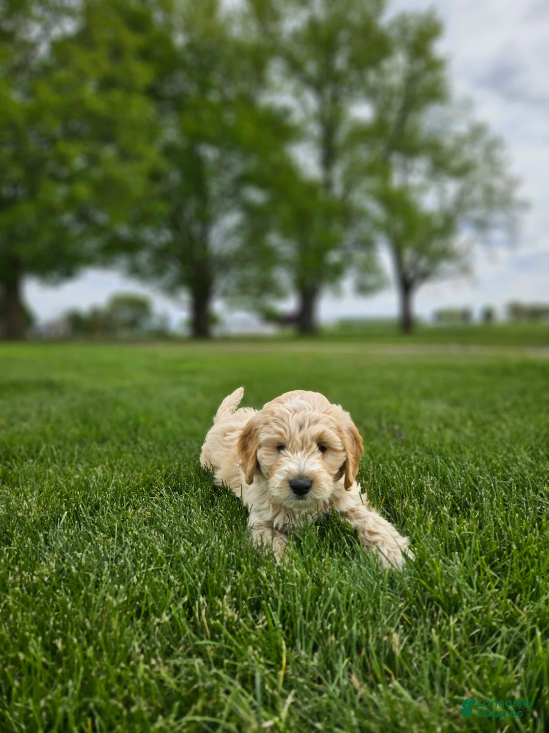 Mini Goldendoodle dogs for sale: Tanner - Ad 2