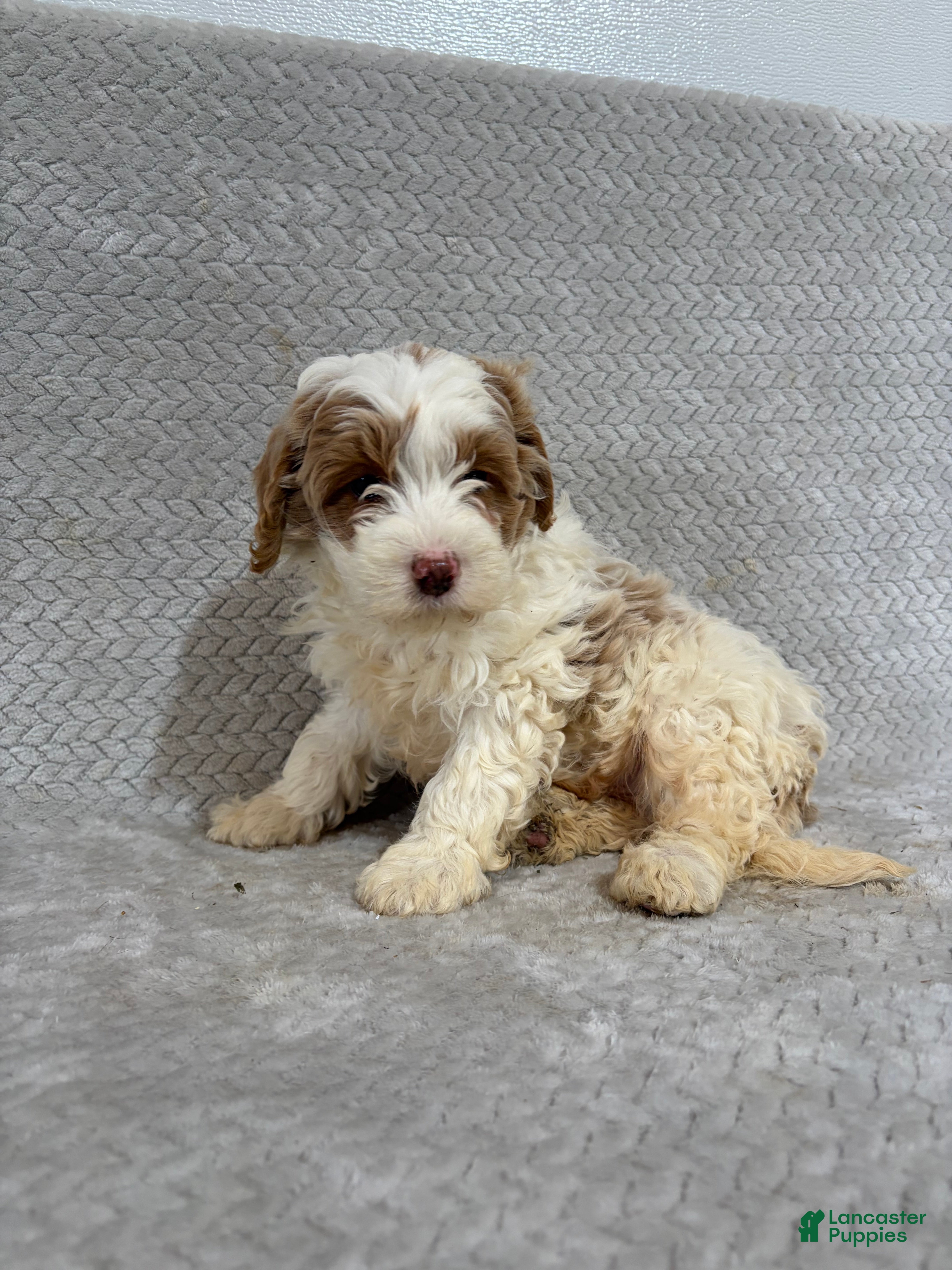 Mini Bernedoodle dogs Alex - Ad 1
