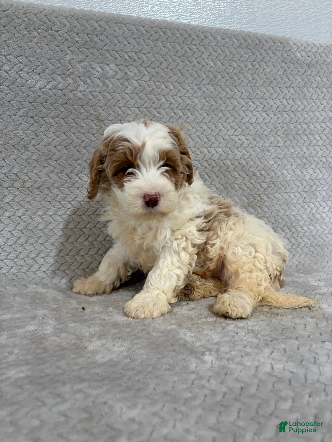 Mini Bernedoodle dogs for sale: Alex - Ad 1