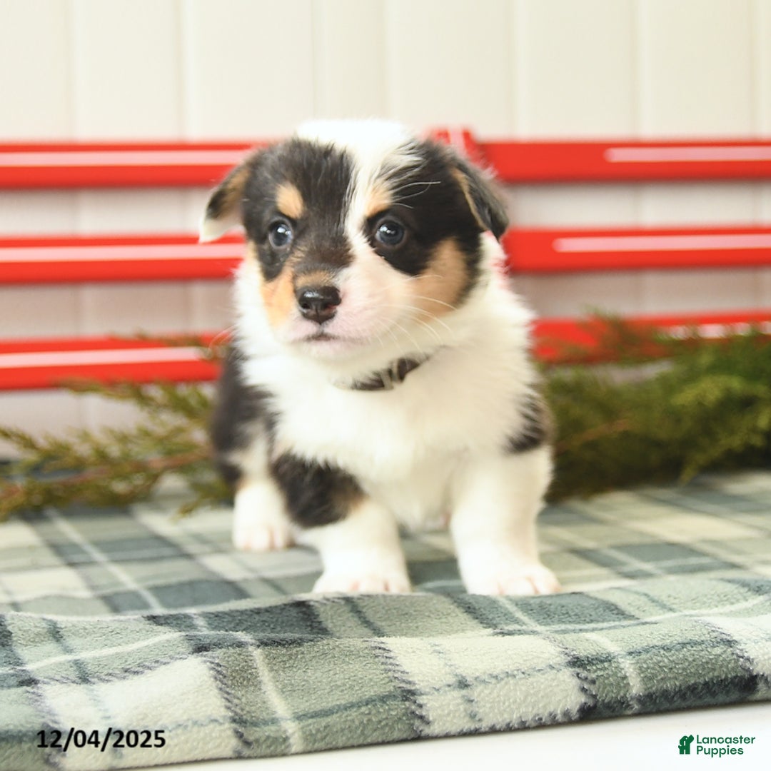 Welsh Corgi Pembroke dogs for sale: Blizzard - Ad 4