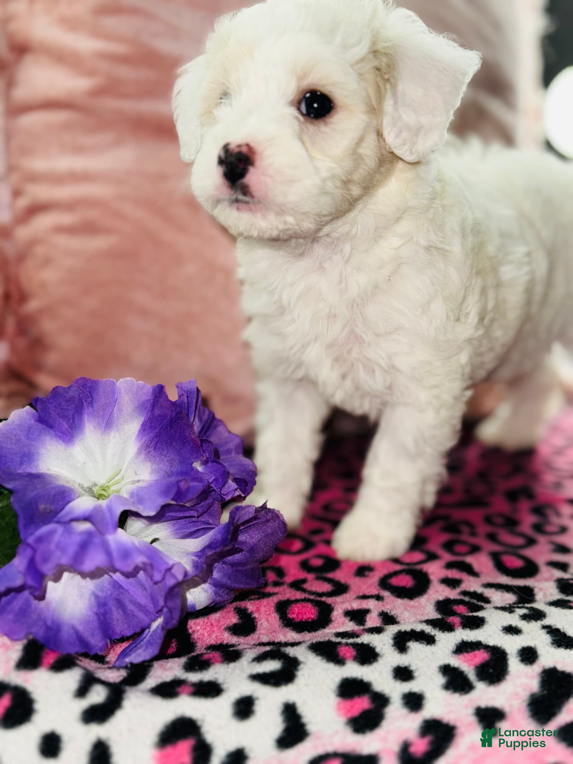 Maltipoo dogs Princess - Ad 10