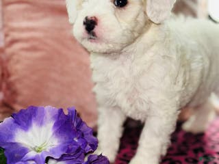 Maltipoo dogs Princess - Ad 8