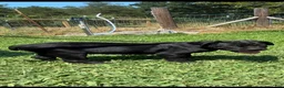 Cane Corso dogs for sale: Cane Corso Puppy 6 - Ad 2