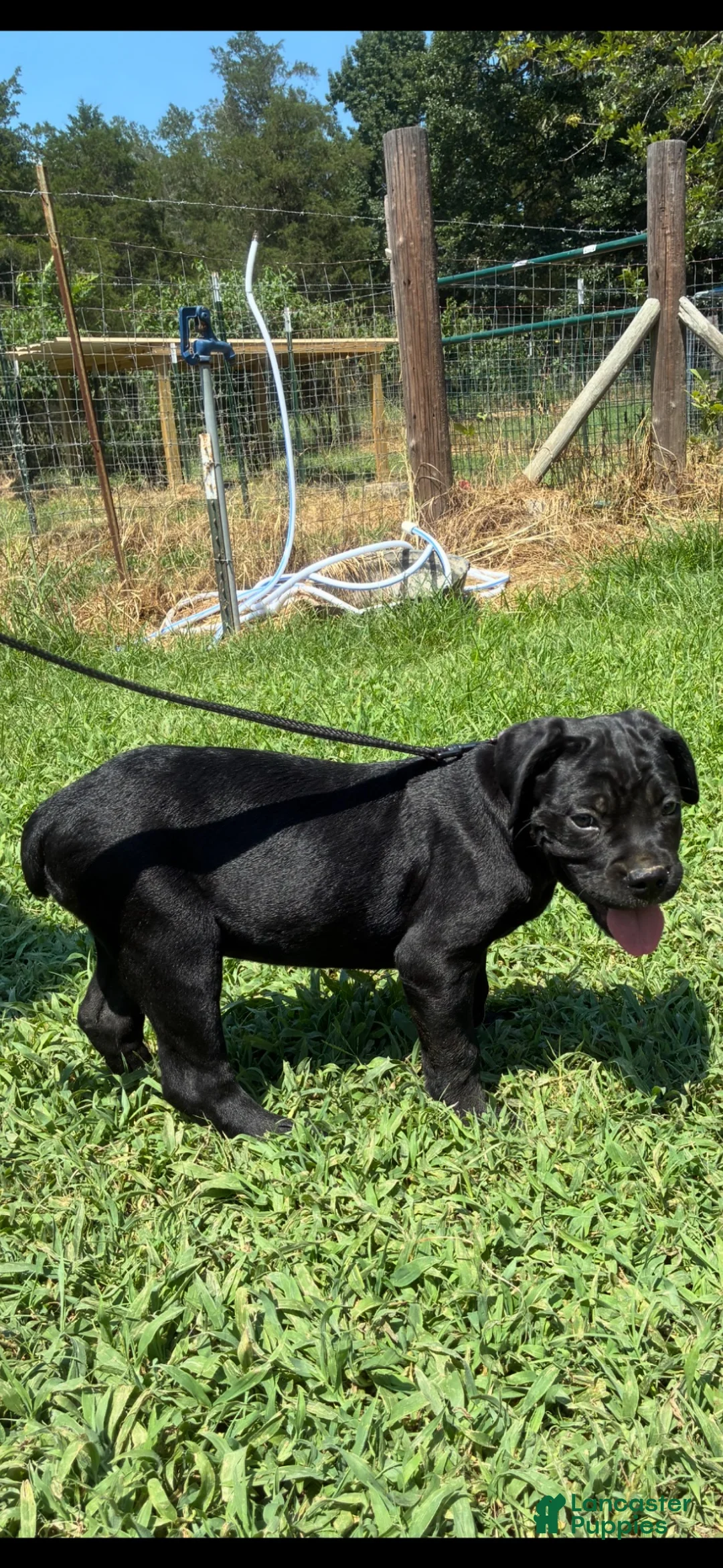 Cane Corso dogs for sale: Cane Corso Puppy 6 - Ad 2