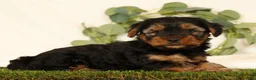 Yorkshire Terrier dogs for sale: Bo - Ad 3