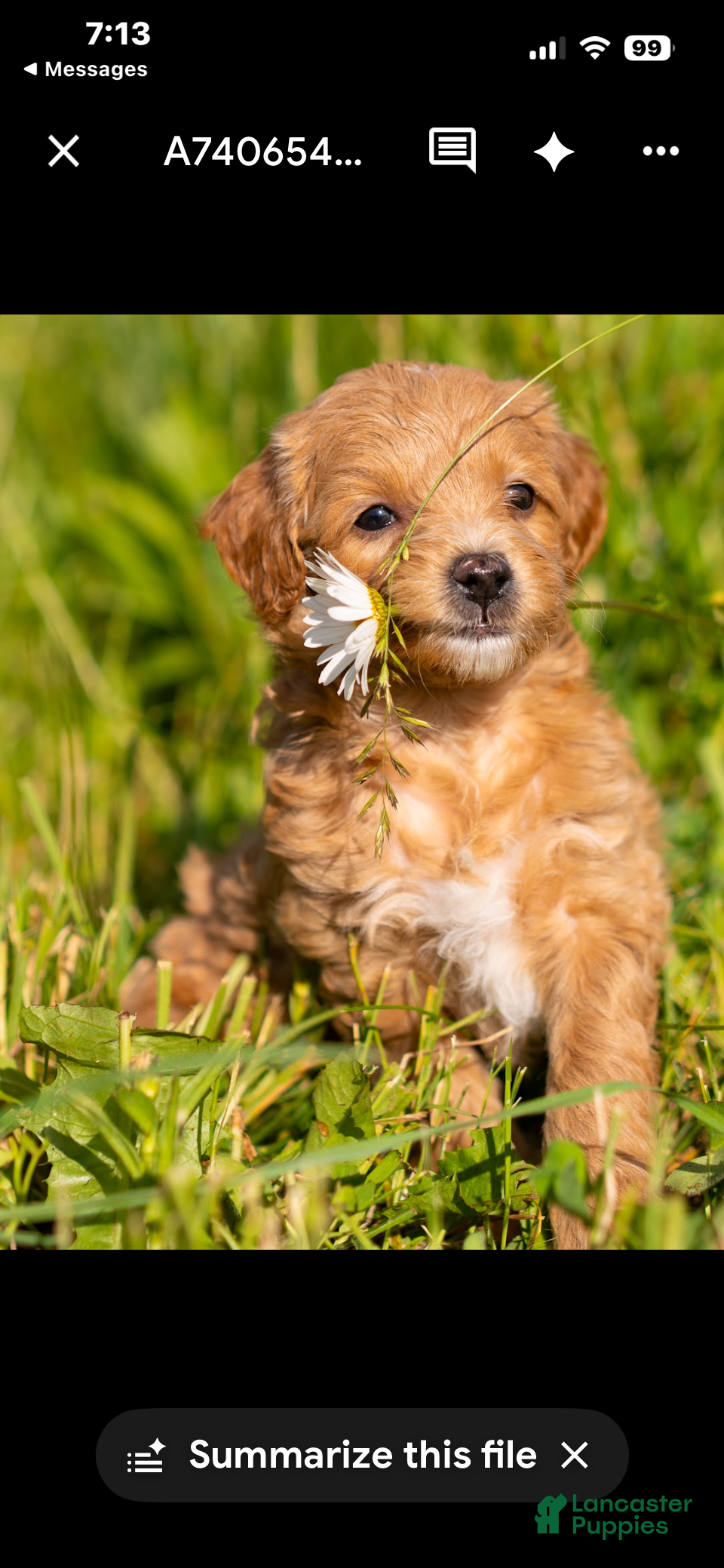 Mini Goldendoodle dogs Mini Goldendoodle 1 female - Ad 13
