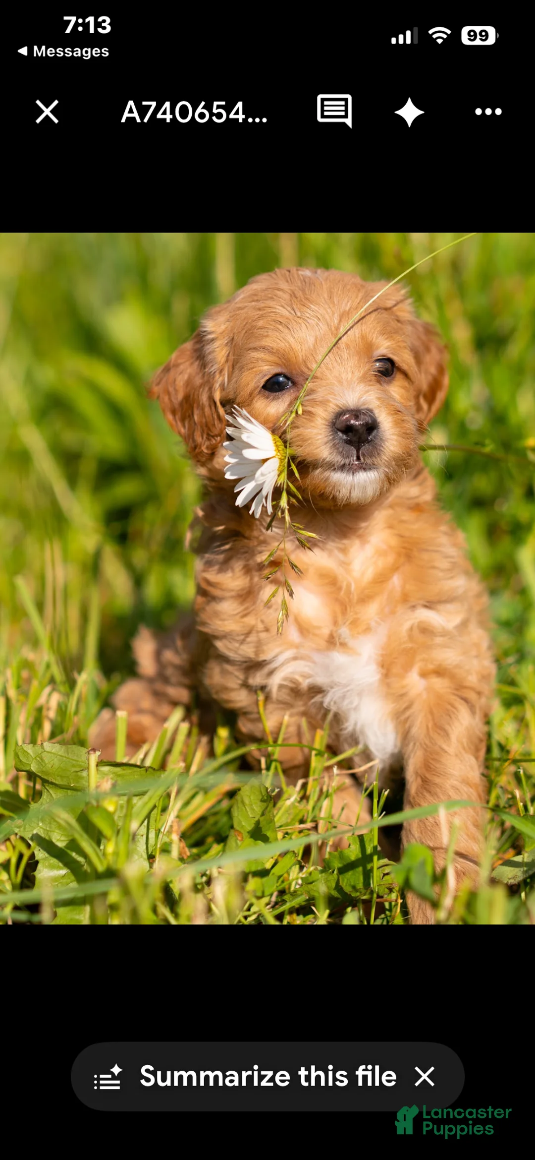 Mini Goldendoodle dogs for sale: Mini Goldendoodle 1 female - Ad 1