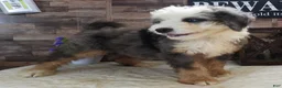 Mini Bernedoodle dogs for sale: #10 Male (Splash's) - Ad 4