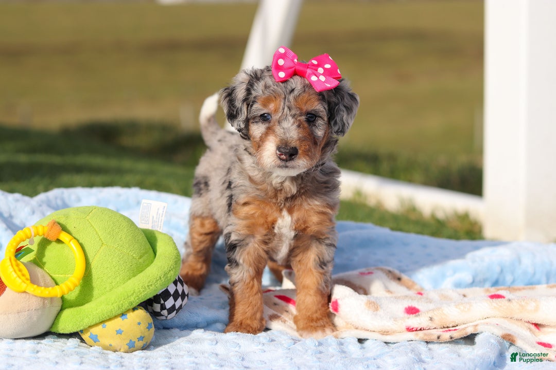 Mini Bernedoodle dogs for sale: Emmie - Ad 3