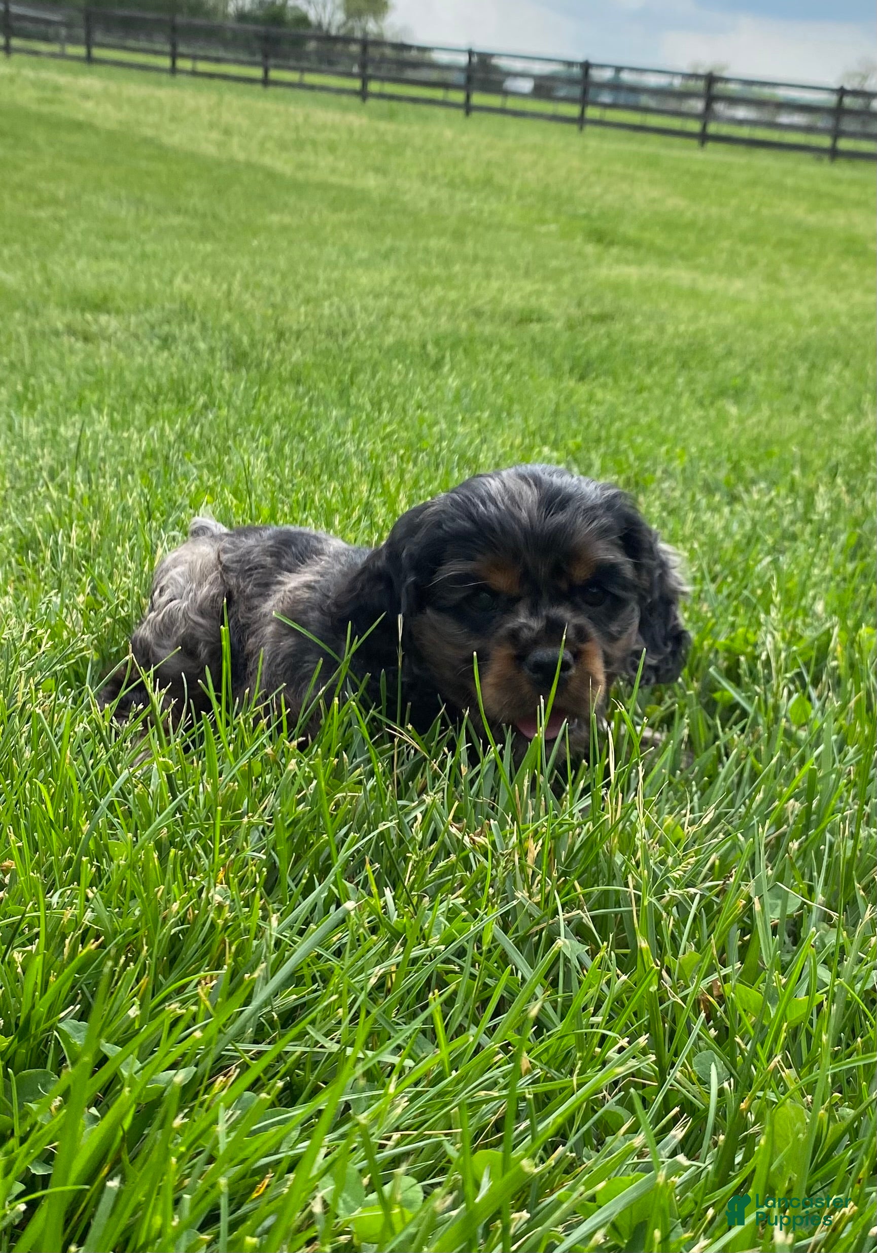 Cocker Spaniel dogs Arlis  - Ad 2