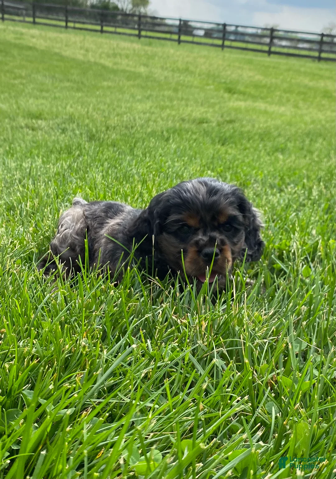 Cocker Spaniel dogs for sale: Arlis  - Ad 2