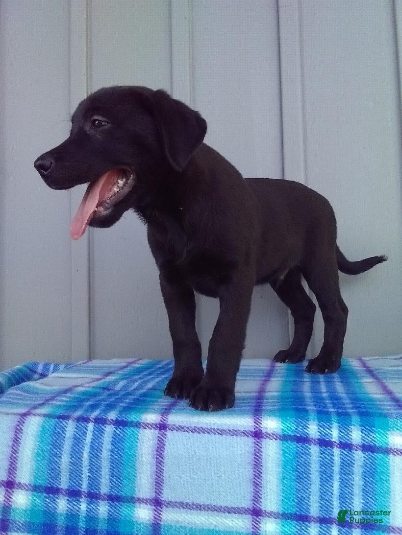 Labrador Retriever dogs Max - Ad 1