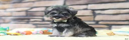Miniature Schnauzer dogs for sale: Harley - Ad 5