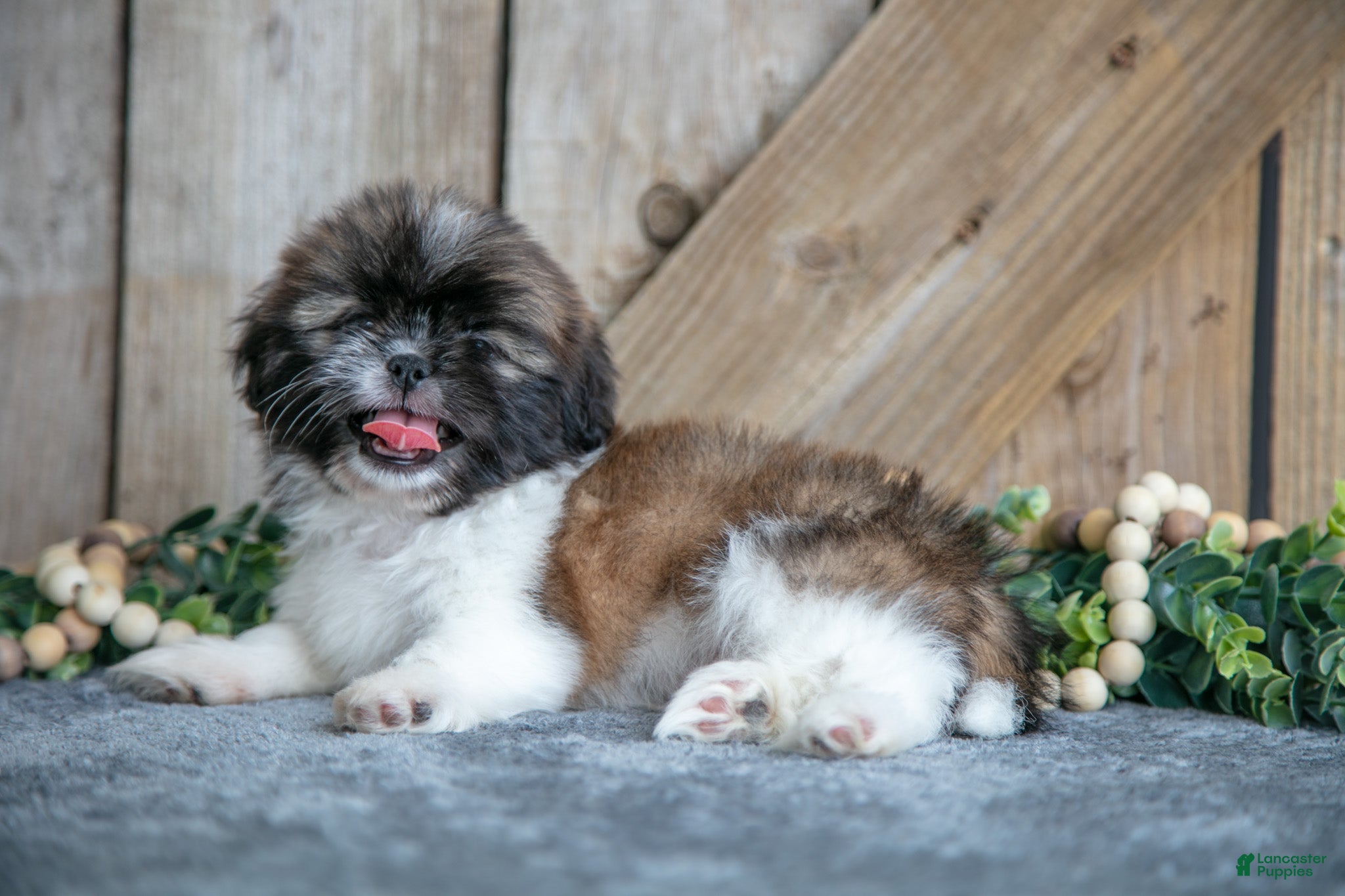 Shih Tzu dogs Elliot - Ad 3