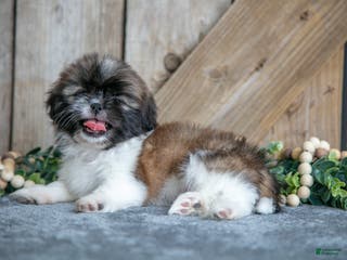 Shih Tzu dogs Elliot - Ad 40
