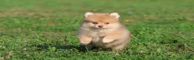 Sir Fox