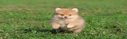 Pomeranian dogs for sale: Sir Fox - Ad 1