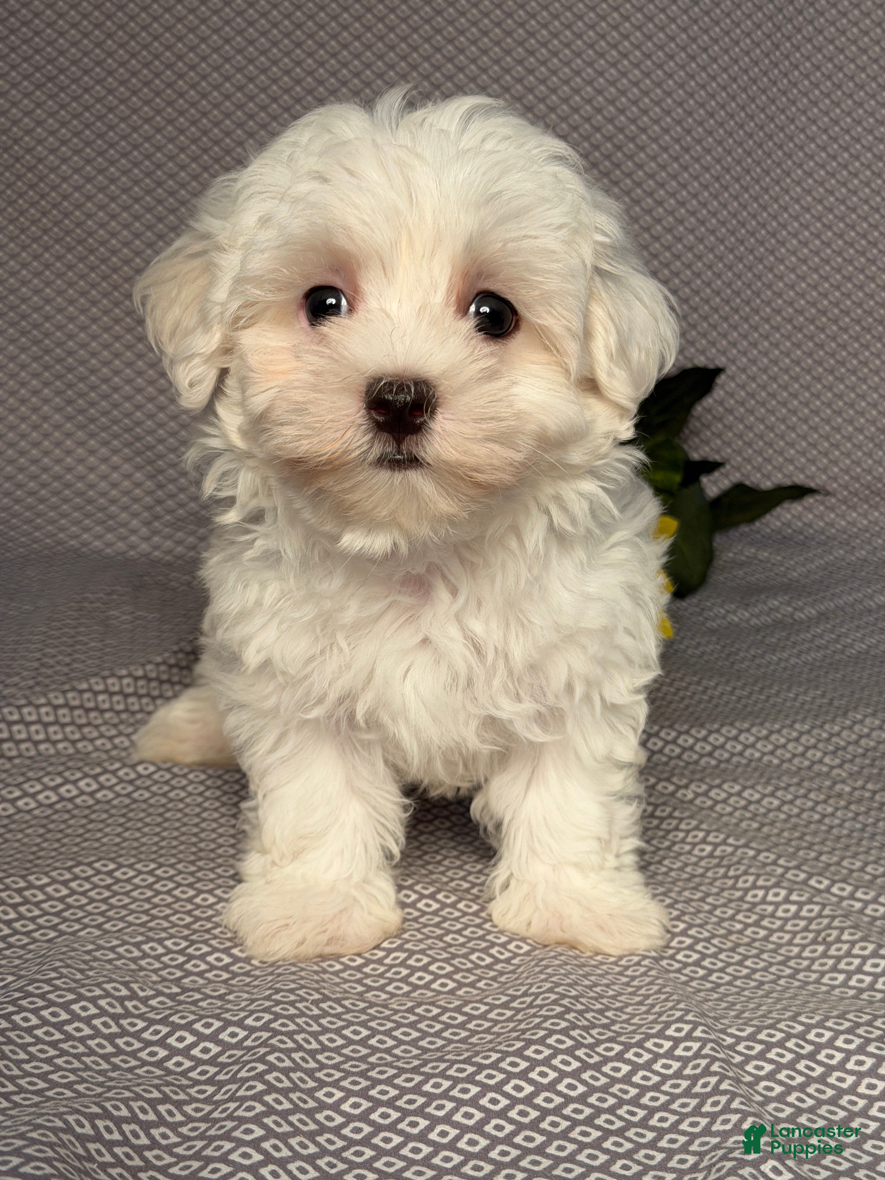 Maltese dogs Cody - Ad 1
