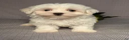 Maltese dogs for sale: Cody - Ad 1