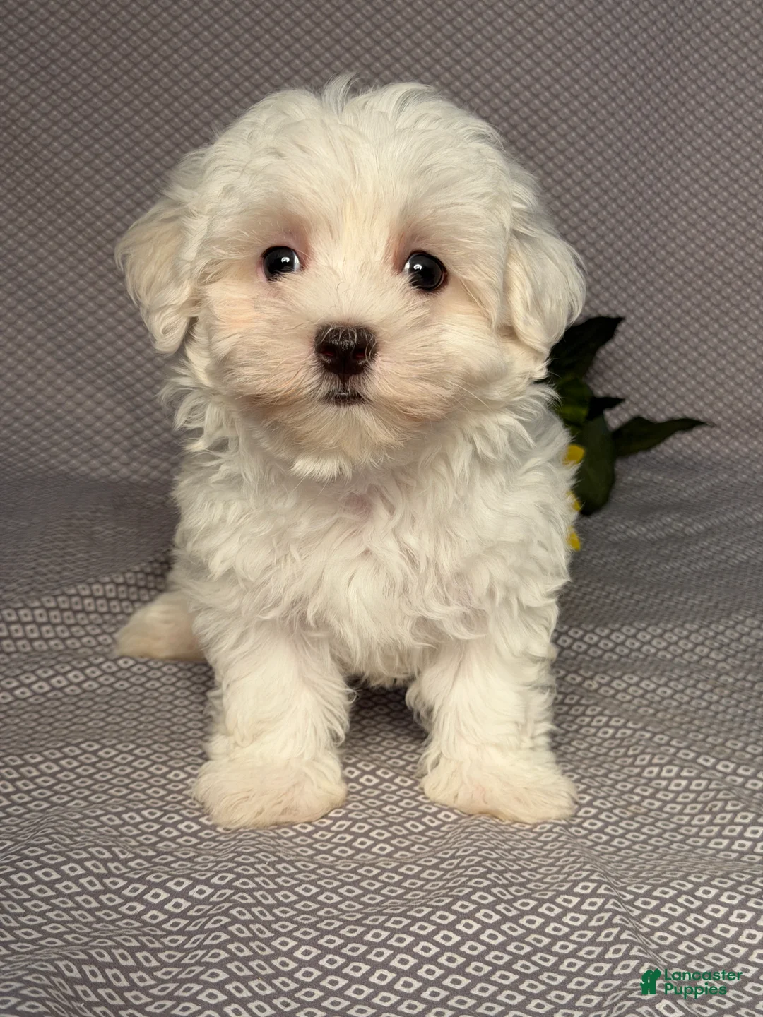 Maltese dogs for sale: Cody - Ad 1