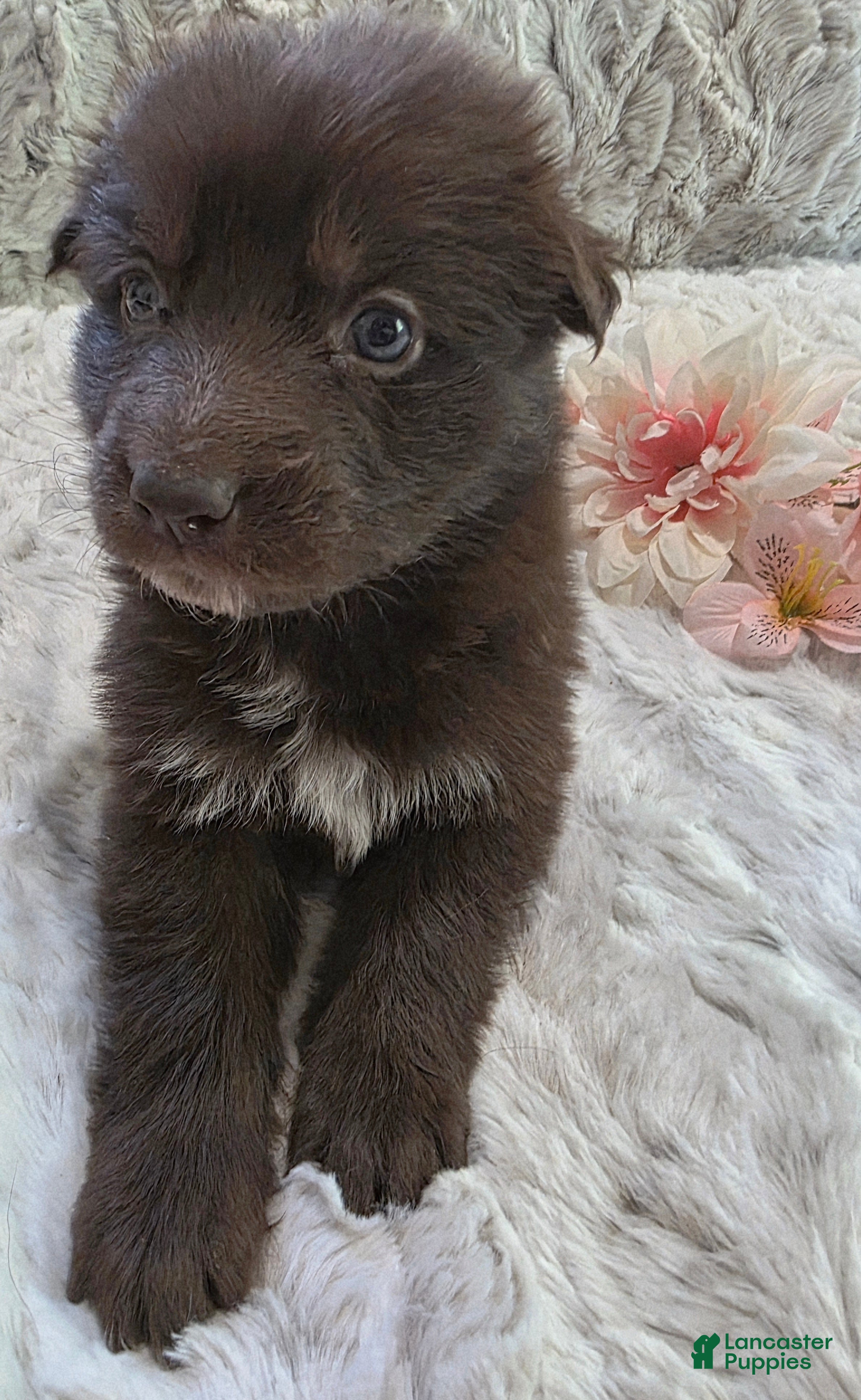 German Shepherd dogs AKC Liver Long Coat Female - Ad 2