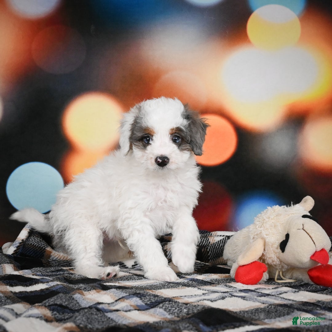 Mini Bernedoodle dogs for sale: Gunner - Ad 5