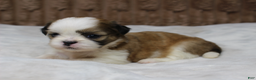 Shih Tzu dogs for sale: Dallas - Ad 1