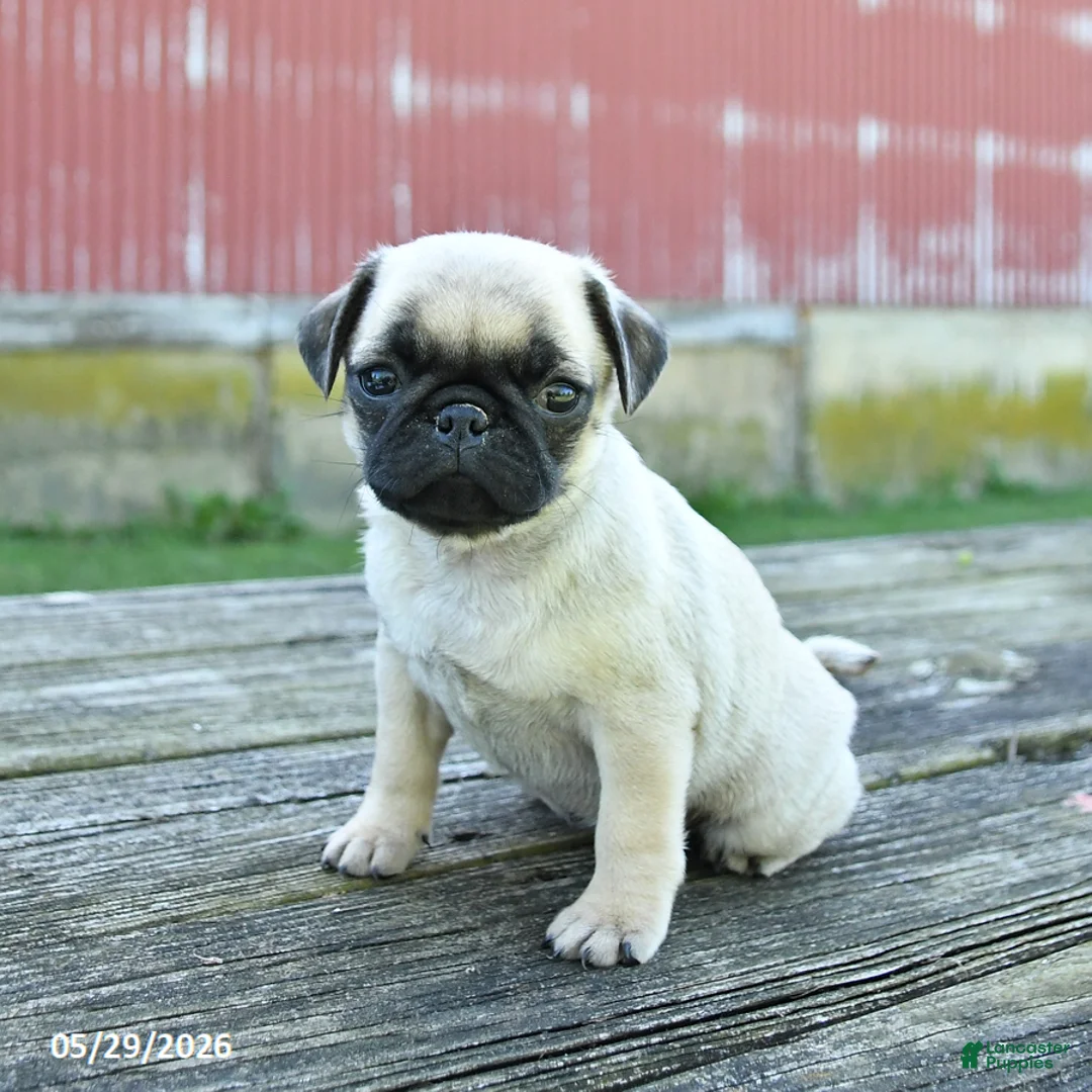 Pug dogs for sale: Lilly - Ad 1