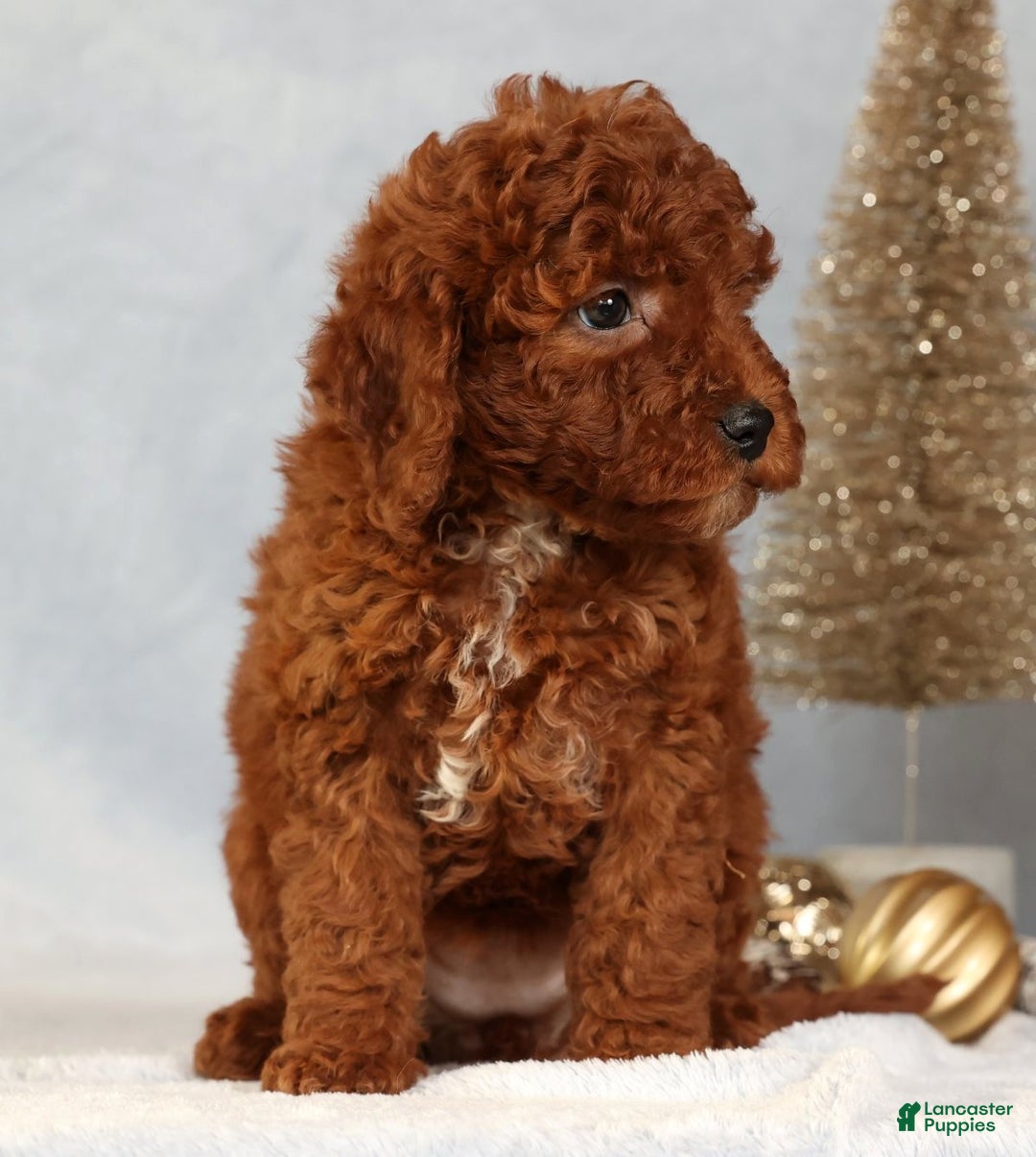 Miniature Poodle dogs for sale: Sandy - Ad 5
