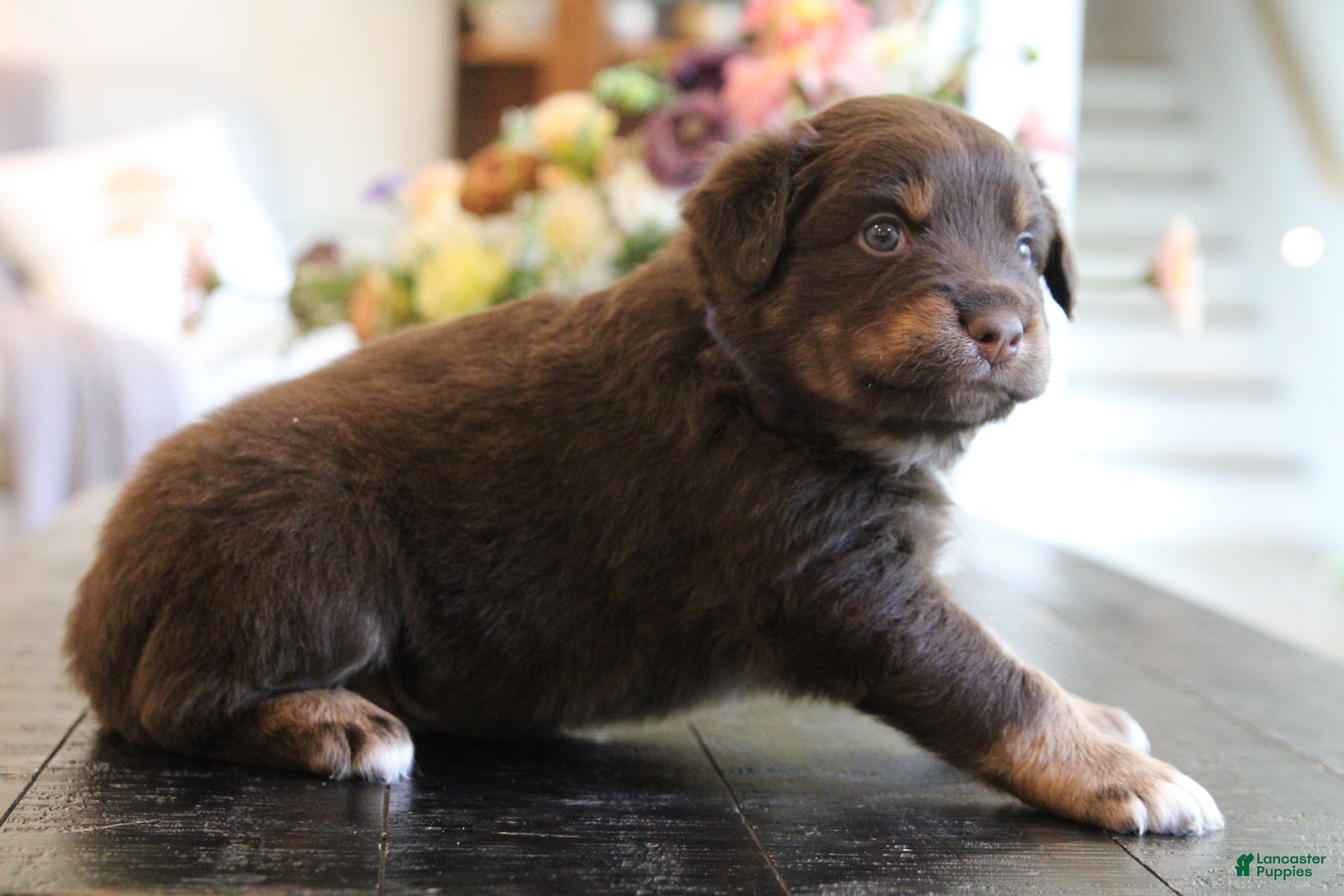 Australian Shepherd dogs forrest - Ad 2